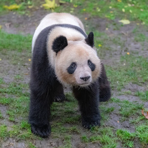 Egy Hatalmas Panda Áll Füvön Portré — Stock Fotó