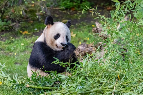 草の中で竹を食べる若いジャイアントパンダの肖像画 — ストック写真