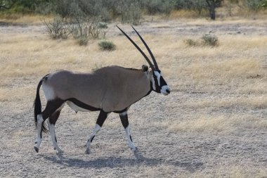 Namibia, oryx  standing in the savannah, male animal