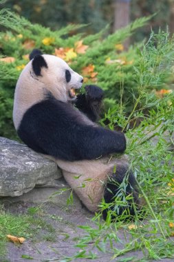 Çimenlerde bambu yiyen dev bir panda, sonbaharda portre