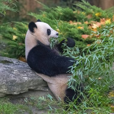Çimenlerde bambu yiyen dev bir panda, sonbaharda portre