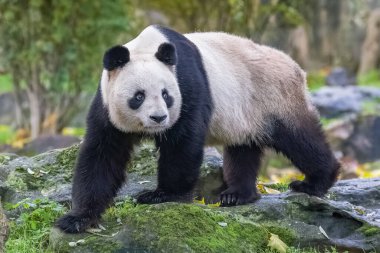 Çimenlerde yürüyen dev bir panda, portre