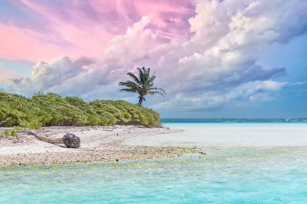 Stock image Bora Bora, paradise island beach palms and clear turquoise ocean water in French Polynesia, with coconut tree