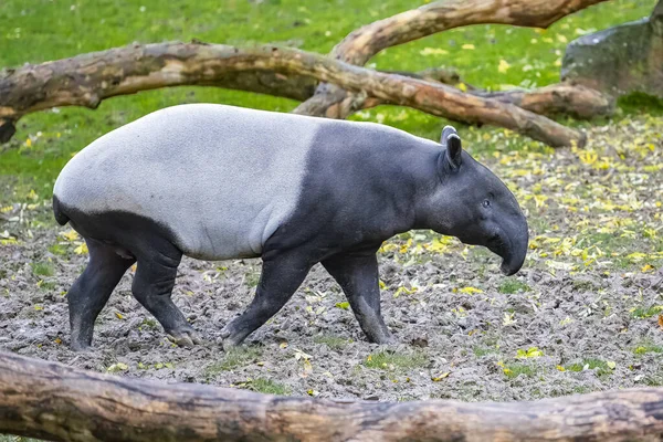 Ung Tapir Går Gräset Gulligt Djur — Stockfoto