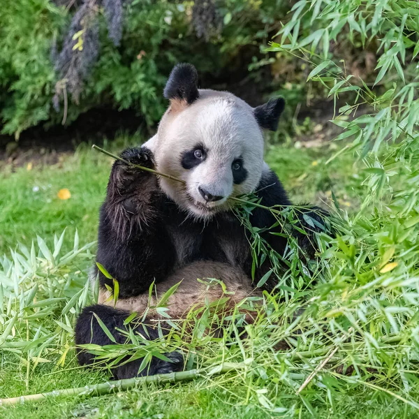 Mladá Obří Panda Pojídající Bambus Trávě Portrét — Stock fotografie