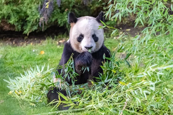 一只年轻的大熊猫在草地上吃竹子 肖像画 — 图库照片