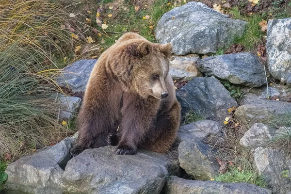 Urso Marrom Sobre Uma Rocha Retrato — Fotografia de Stock