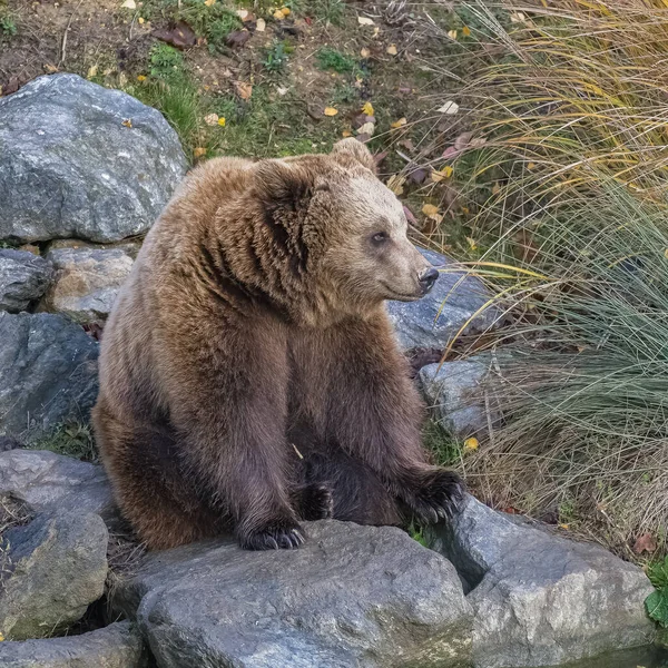 岩の上に立った茶色のクマの肖像画 — ストック写真