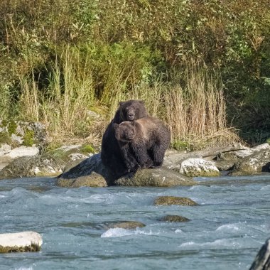 Alaska 'da nehirdeki boz ayılar, yavru ayıyla birlikte bir dişi ayı.