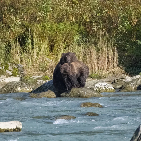 Grizzlys Rio Alasca Uma Ursa Fêmea Com Filhote — Fotografia de Stock