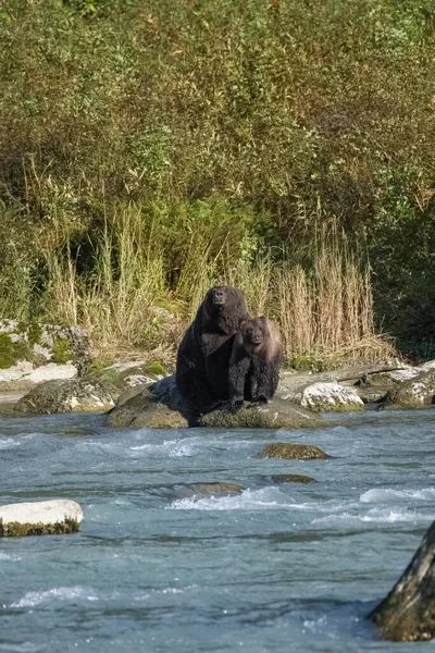 阿拉斯加州河流里的灰熊 一只带着幼熊的母熊 — 图库照片