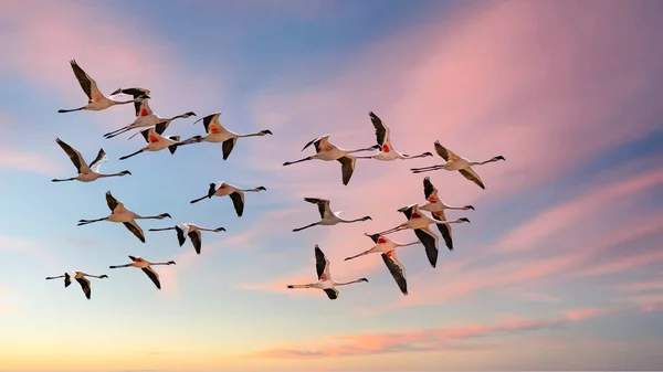 Стая Розовых Фламинго Летающих Нибии Прекрасные Птицы — стоковое фото