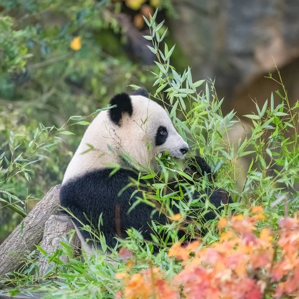 Ein Riesiger Panda Frisst Bambus Gras Porträt Herbst — Stockfoto