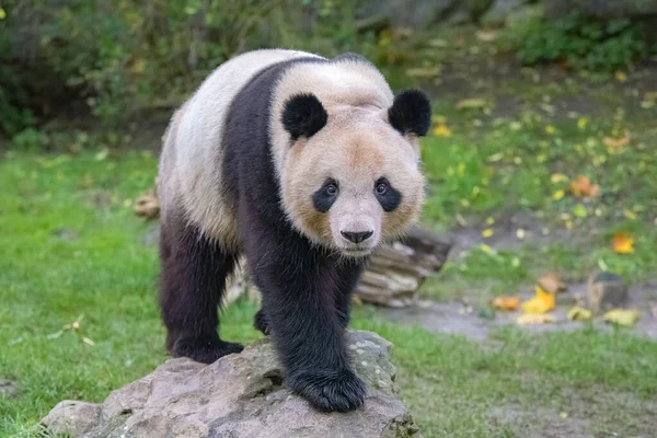 Egy Hatalmas Panda Áll Füvön Portré — Stock Fotó