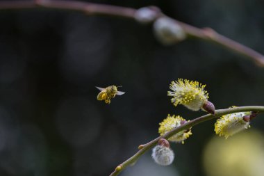 Uçan bir arı, bir keçi söğüt poleni ile kaplı, tükürük kaplan