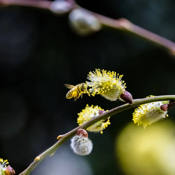 날아가고 버들의 꽃가루로 Salix Caprea — 스톡 사진