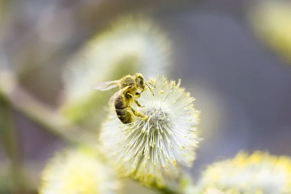 Pszczoła Locie Pokryta Pyłkiem Koziej Wierzby Salix Caprea — Zdjęcie stockowe