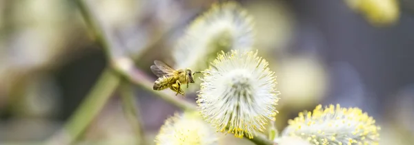 Een Bij Vlucht Bedekt Met Stuifmeel Van Een Geitenwilg Salix — Stockfoto