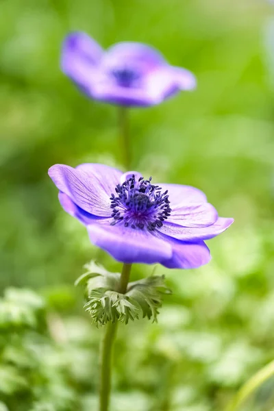 Egy Kék Rózsa Kertben Egy Színes Virág Makrója — Stock Fotó
