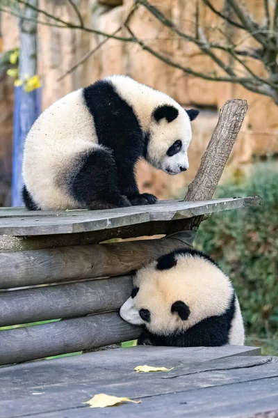 Гигантские Панды Медвежьи Панды Двое Детей Играющих Вместе Открытом Воздухе — стоковое фото