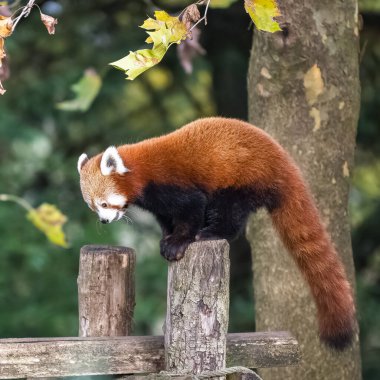 Kırmızı bir panda, Ailurus fulgens, bir dala basıyor, portre