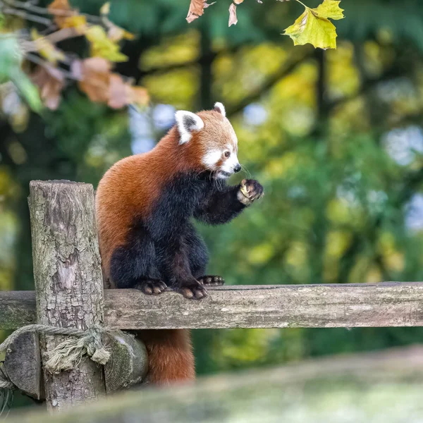 Panda Rouge Ailurus Fulgens Debout Sur Une Branche Portrait — Photo