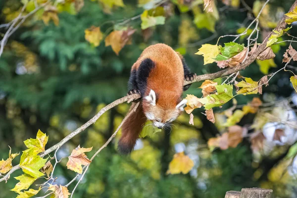 Czerwona Panda Ailurus Fulgens Stojąca Gałęzi Portret — Zdjęcie stockowe