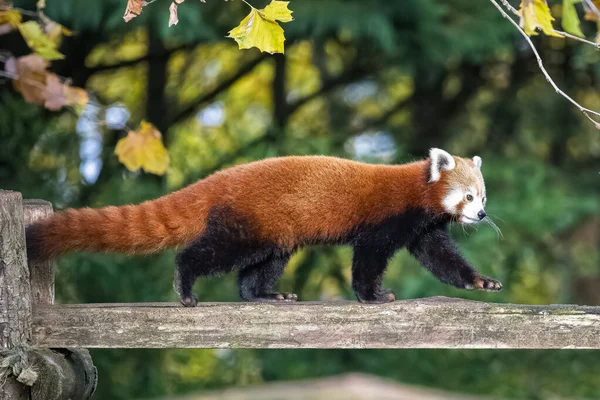Ein Roter Panda Ailurus Fulgens Steht Auf Einem Ast Porträt — Stockfoto