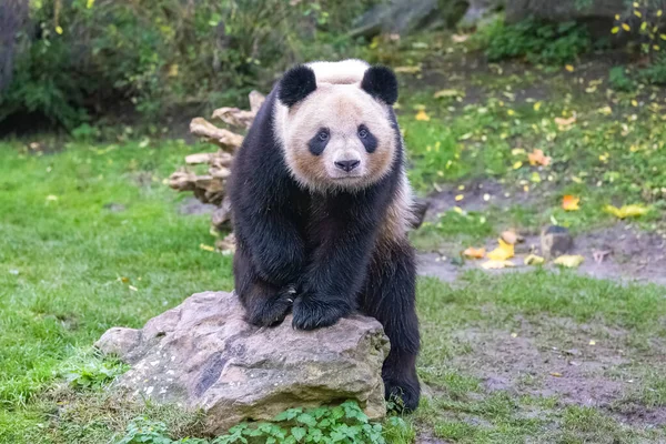 Obrovská Panda Sedící Skále Portrét — Stock fotografie