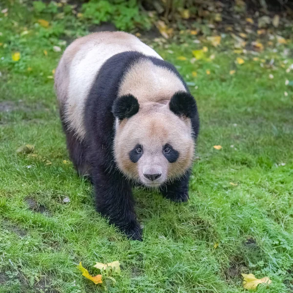 Obrovská Panda Kráčející Trávě Portrét — Stock fotografie