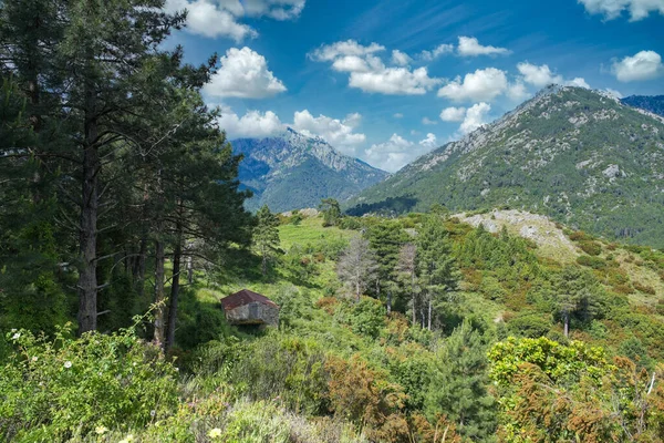 Korsika Dağda Eski Bir Ahır Ilkbaharda Vahşi Bir Manzara — Stok fotoğraf