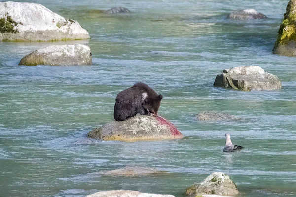 冬天到来之前 阿拉斯加的河里有一只灰熊宝宝在钓鲑鱼 — 图库照片