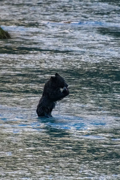 冬天前 一只灰熊在阿拉斯加的河里吃鲑鱼 — 图库照片