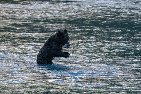冬天前 一只灰熊在阿拉斯加的河里吃鲑鱼 — 图库照片