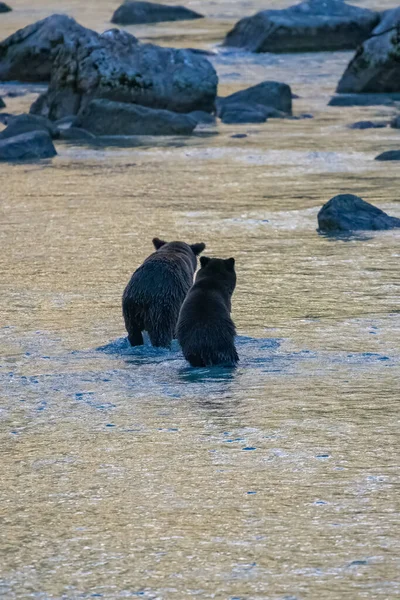 Два Медведя Гризли Рыбачат Лосось Реке Аляске Осенью — стоковое фото