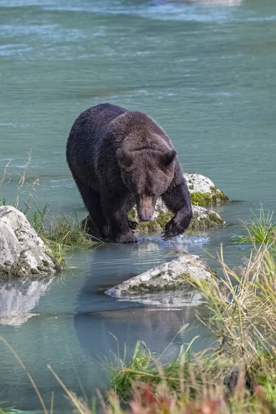 Восени Ведмідь Грізлі Ходить Річці Алясці — стокове фото
