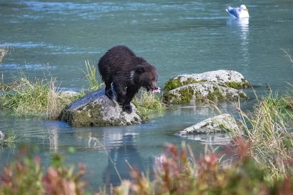 Восени Молодий Грізлі Ведмідь Ловить Лосося Алясці — стокове фото