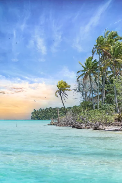Райский Остров Пляжные Пальмы Чистая Бирюзовая Вода Океана Французской Полинезии — стоковое фото