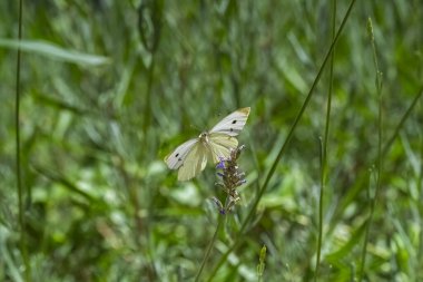 Küçük beyaz, Pieris rapae, lavanta sapına tünemiş beyaz ve sarı kelebek.