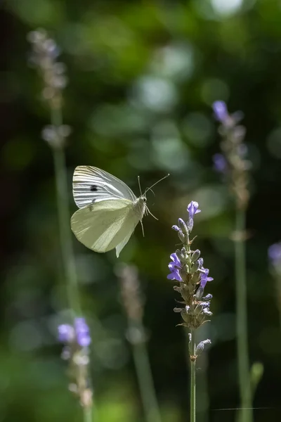 小的白色 皮埃里丝的斑斑 白色和黄色蝴蝶栖息在薰衣草茎上 — 图库照片
