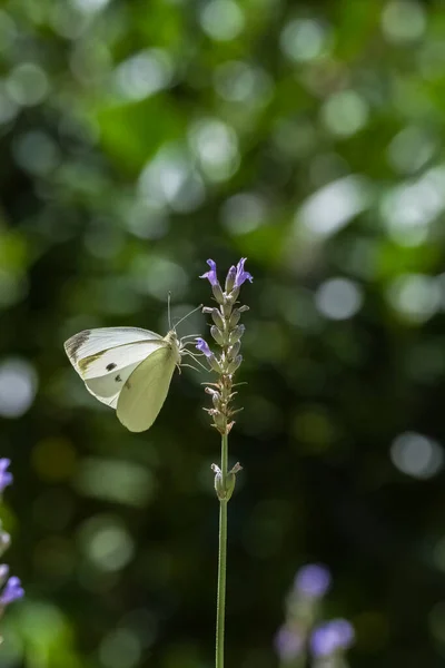 Pequeño Blanco Pieris Rapae Mariposa Blanca Amarilla Encaramada Tallo Lavanda —  Fotos de Stock