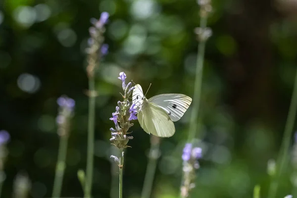 小的白色 皮埃里丝的斑斑 白色和黄色蝴蝶栖息在薰衣草茎上 — 图库照片