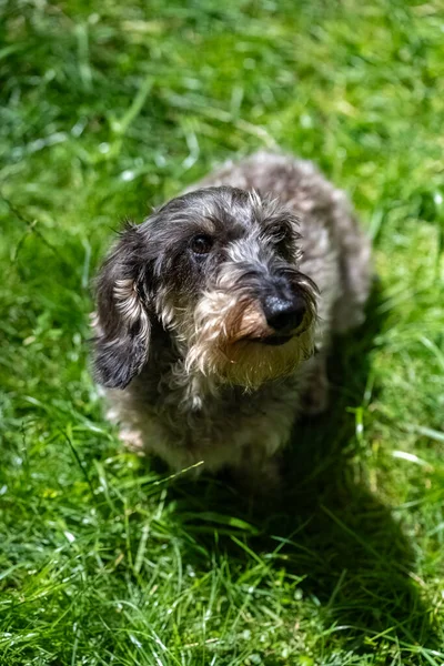 Druciany Jamnik Stojący Trawie Uroczy Pies Ogrodzie — Zdjęcie stockowe