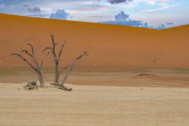 Namibya, Namib Çölü, Ölü Vadi 'deki ölü akasya, arka plandaki kırmızı kum tepeleri