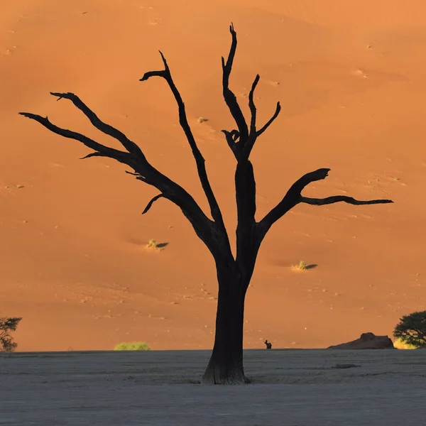ナミビア ナミブ砂漠 デスバレーで死んだアカシア 背景にある赤い砂丘 — ストック写真