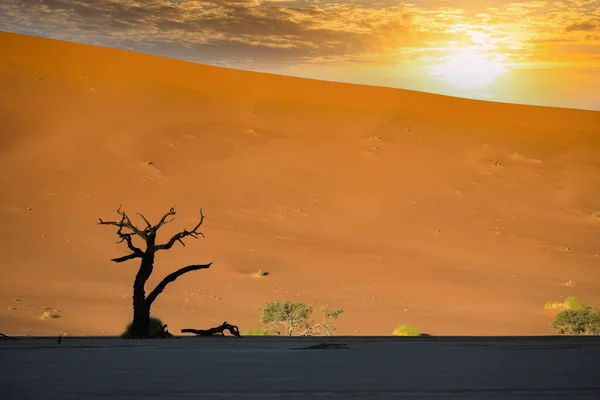 Namibië Namibische Woestijn Dode Acacia Dode Vallei Rode Duinen Achtergrond — Stockfoto