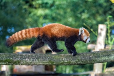 Kırmızı bir panda, Ailurus fulgens, bir dalda yürüyor
