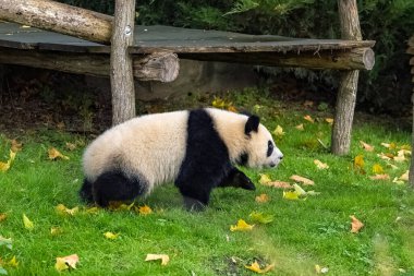 A giant panda, a cute baby panda walking, funny animal clipart
