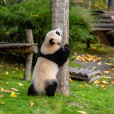 Yavru dev bir panda ağaca tırmanıyor, komik hayvan.
