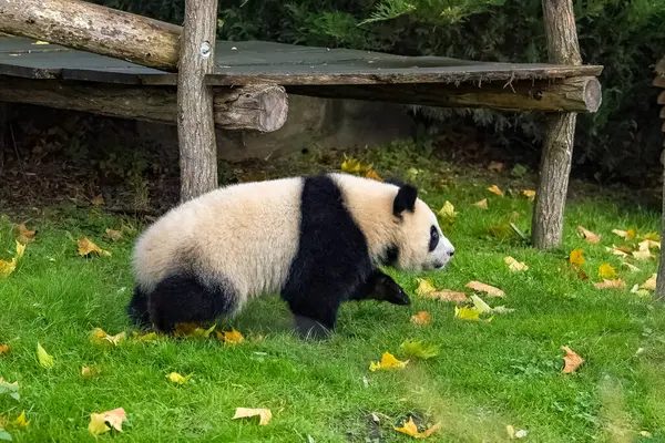 A giant panda, a cute baby panda walking, funny animal